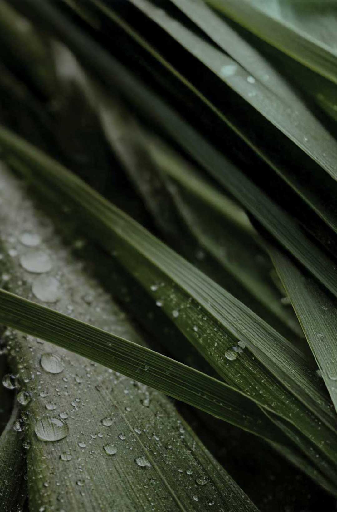 Brochure-SobhaSanctuary